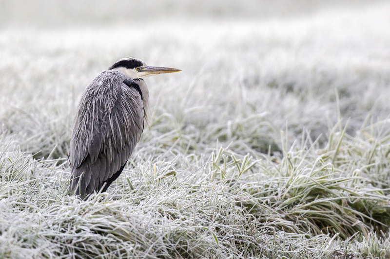gray_heron_AD4A0674.jpg