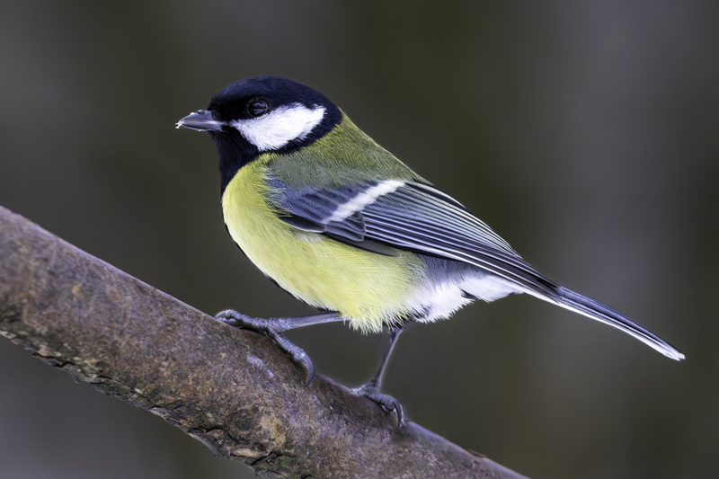 great_tit_H6A3452.jpg