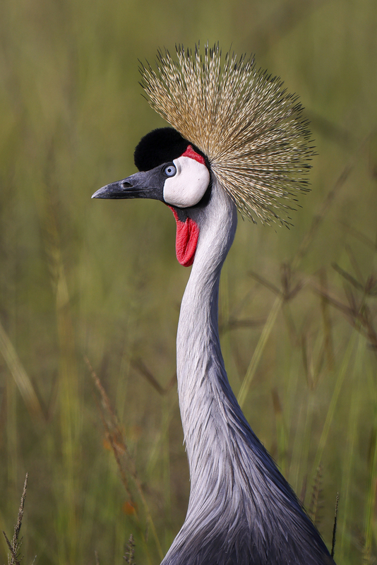grulla_H6A4041.jpg