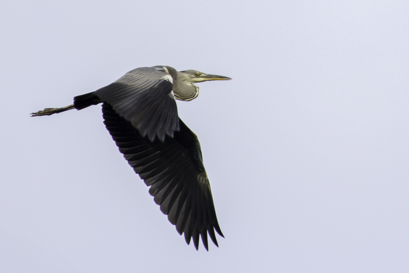 heron_website_IMG_7173.jpg :: Gray Heron (Ardea cinerea), Bory Tucholskie National Park, Poland.