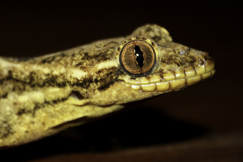 herps_website_gecko_IMG_4018.jpg :: Turnip-tailed Gecko (Thecadactylus rapicaudus), Tambopata National Reserve, Peru.