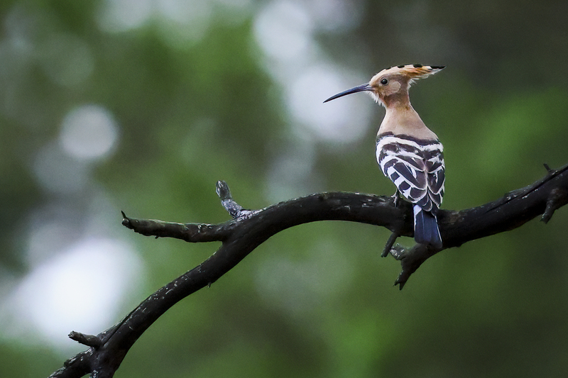 hoopoe_H6A5671.jpg