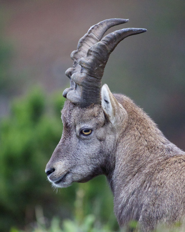 ibex2_AD4A8339.jpg :: Alpine ibex (Capra ibex), Austria.