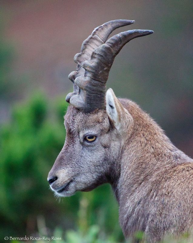ibex2_AD4A83391.jpg :: Alpine ibex (Capra ibex), Austria.