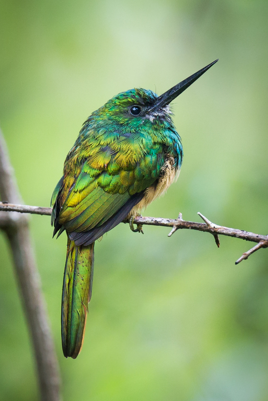 jacamar_AD4A4092.jpg :: Bluish-fronted Jacamar (Galbula cyanescens), San Martin, Peru.