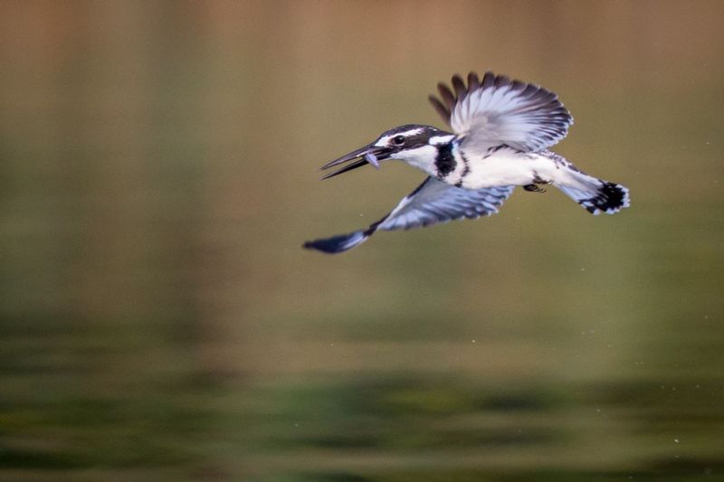 kingfisher_AD4A5707.jpg :: Pied Kingfisher (Ceryle rudis), Lake Kivu, Rwanda. 