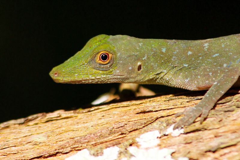 lagartija03_c.jpg :: Anolis (Anolis punctatus), Tambopata National Reserve, Peru.
