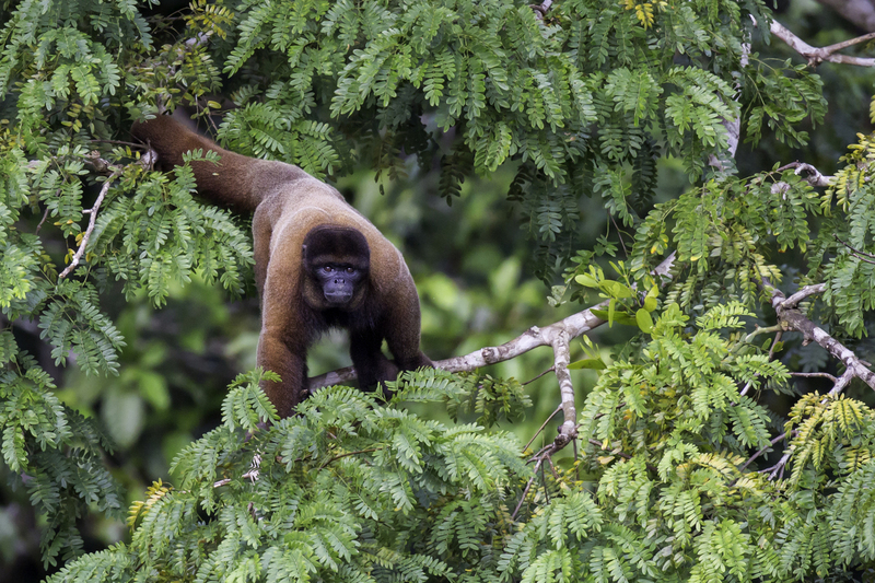 lagothrix_poeppigii_AD4A5218.jpg :: Silvery woolly monkey (Lagothrix poeppigii), Tahuayo-Tamshiyacu Regional Conservation Area, Peru.
