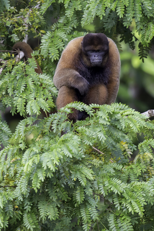 lagothrix_poeppigii_AD4A5241.jpg :: Silvery woolly monkey (Lagothrix poeppigii), Tahuayo-Tamshiyacu Regional Conservation Area, Peru.
