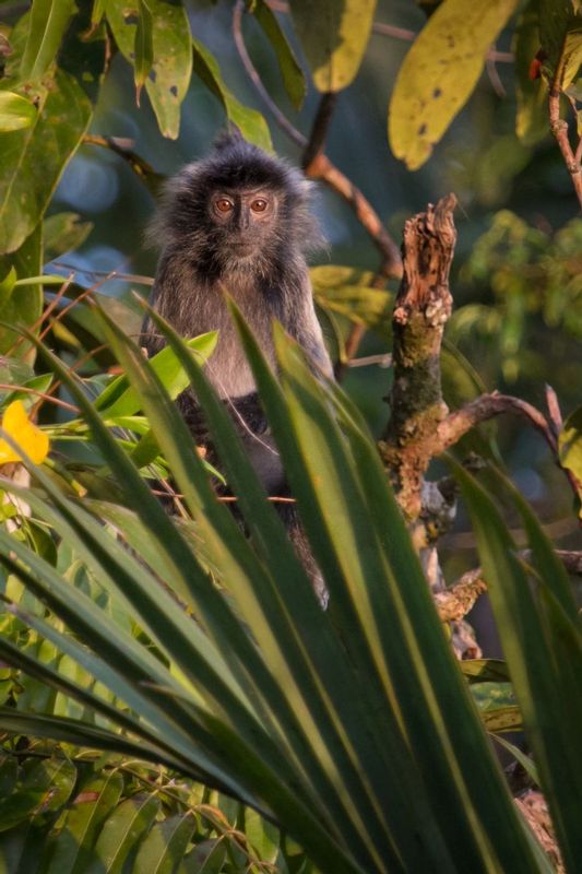 langur_lr_IMG_3048.jpg :: Silvery lutung  (Trachypithecus cristatus cristatus), Tanjung Puting National Park, Borneo Island, Indonesia.