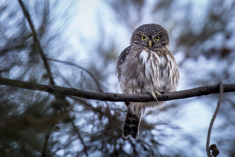 lechucita_AD4A2240.jpg :: Peruvian Pygmy-Owl (Glaucidium peruanum), Lima, Peru.