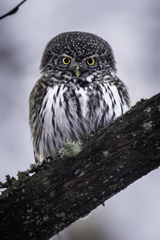 lechucita_H6A9651 1.jpg