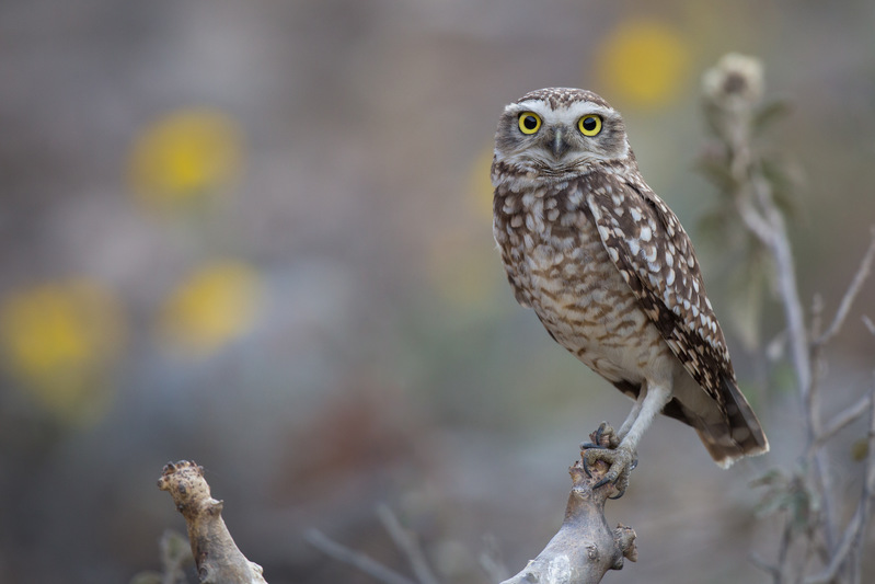 lechuza_AD4A6039.jpg :: Burrowing Owl (Athene cunicularia), Lima, Peru.