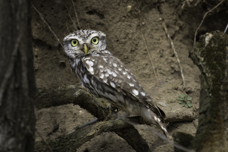 lechuza_website_AD4A2132.jpg :: Little owl (Athene noctua), National Park Neusiedler See, Austria.