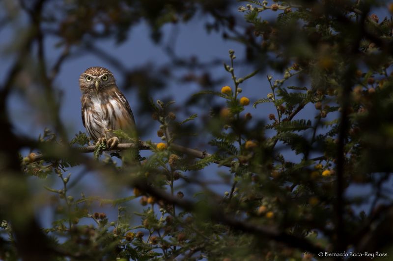 lechuzita_AD4A9032.jpg :: Peruvian Pygmy-Owl (Glaucidium peruanum), Lambayeque, Peru.