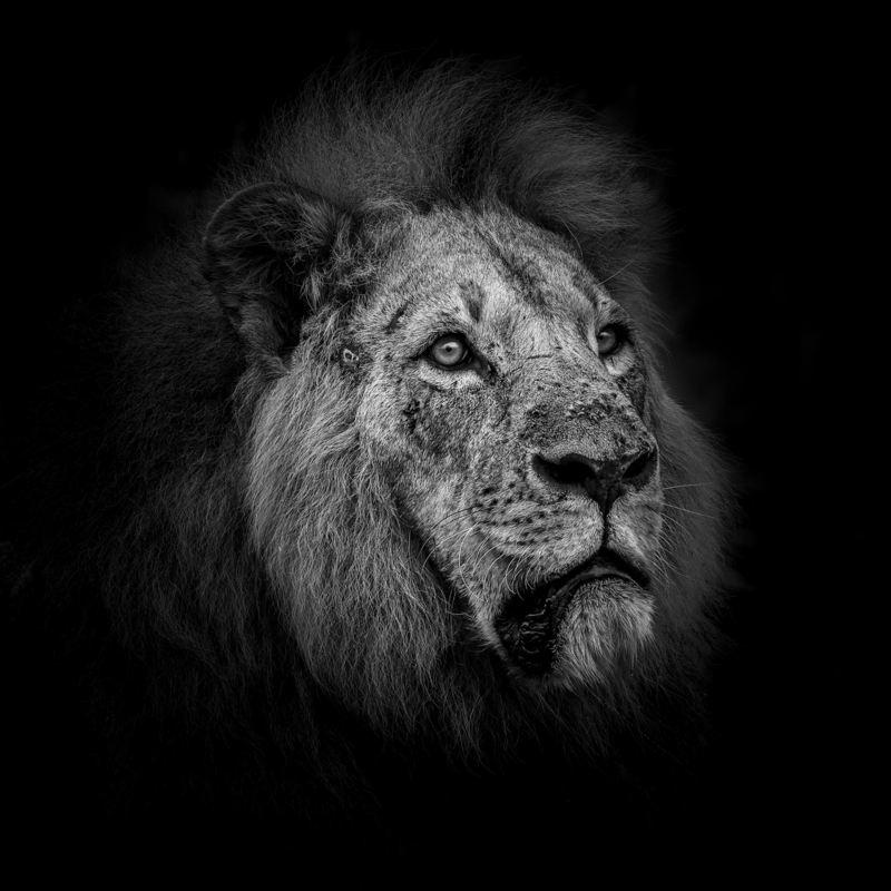 leon_bn_H6A0802.jpg