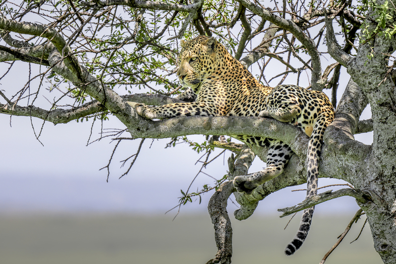leopardo_H6A1717.jpg