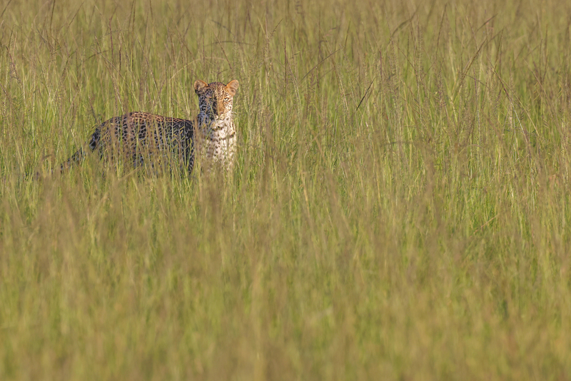 leopardo_H6A2873.jpg