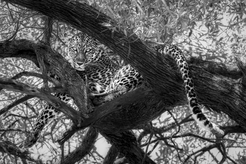 leopardo_bnv3_H6A7285.jpg