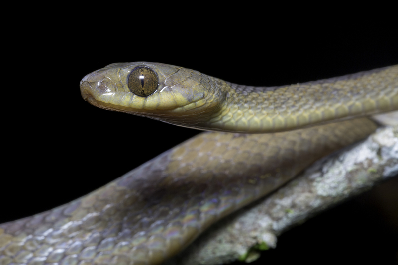 leptodeira_AD4A5138.jpg :: Banded cat-eyed snake (Leptodeira annulata), Tahuayo-Tamshiyacu Regional Conservation Area, Iquitos, Peru.