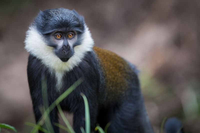 lhoest_monkey_AD4A5261.jpg :: L'Hoest Monkey, Nyungwe Forest National Park, Rwanda.
