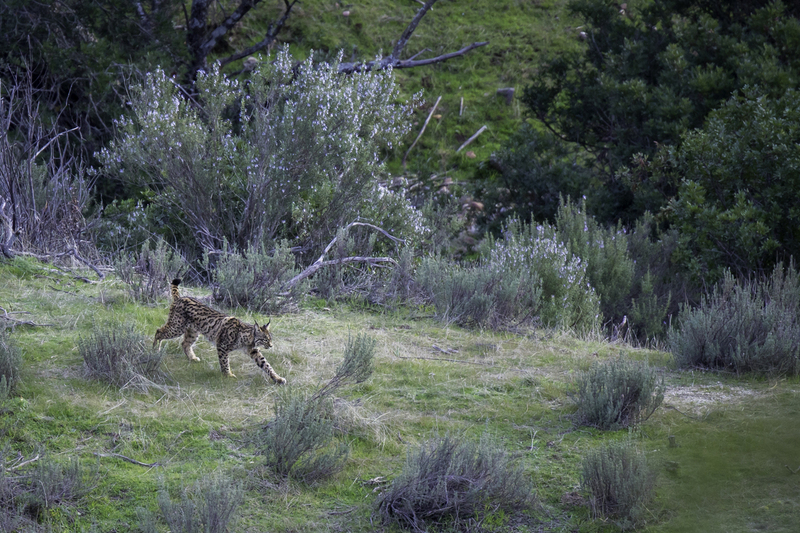 lince_2_AD4A1918.jpg :: Iberian lynx (Lynx pardinus), Sierra de Andujar, Spain.