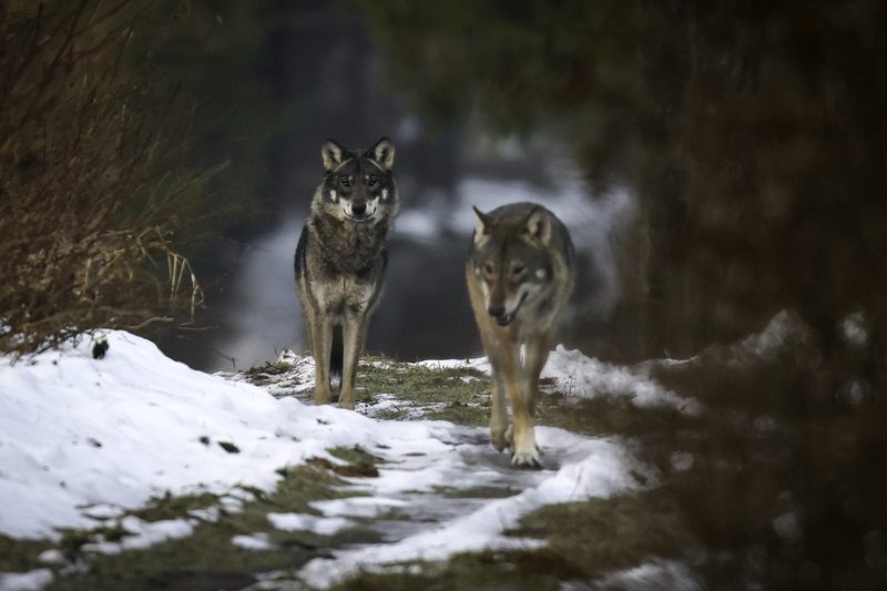 lobo_H6A2118_bis.jpg