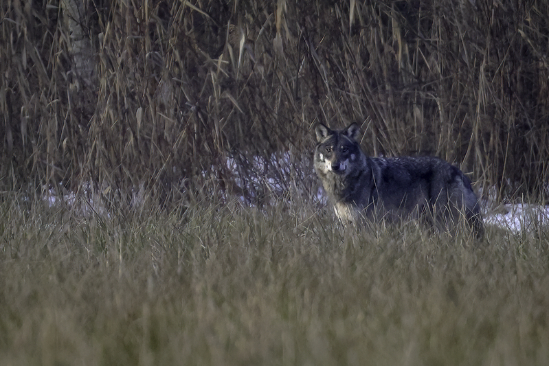 lobo_H6A2140.jpg