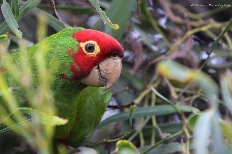 loro_cabezaroja_IMG_3467.jpg :: Red-masked Parakeet (Psittacara erythrogenys), Lima, Peru.