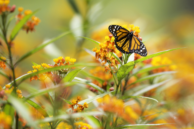 mariposa_monarca_AD4A2021.jpg :: Monarch butterfly (Danaus plexippus), Lima, Peru.