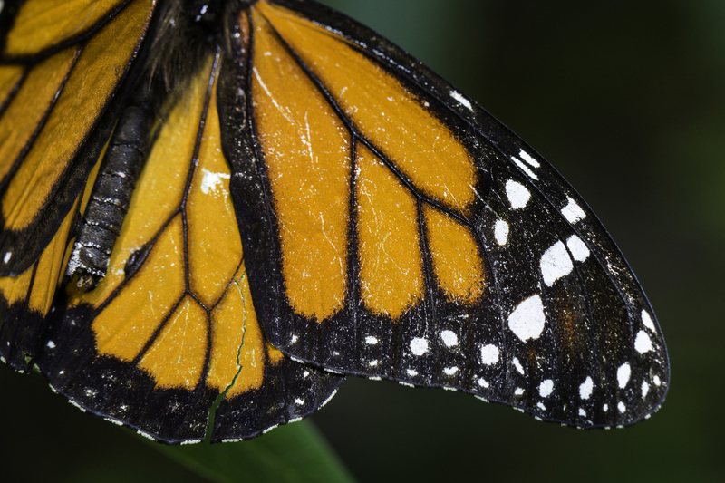 mariposa_monarca_AD4A3606.jpg :: Monarch butterfly (Danaus plexippus), Lima, Peru.