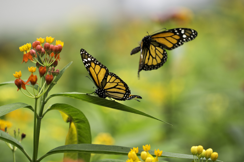 mariposa_monarca_AD4A3845.jpg :: Monarch butterfly (Danaus plexippus), Lima, Peru.