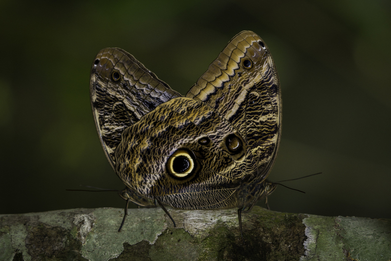 mariposa_website_AD4A1049.jpg