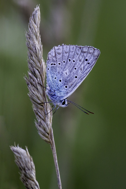 mariposa_website_AD4A8315.jpg