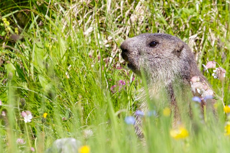 marmota_IMG_36841.jpg :: Alpine marmot (Marmota marmota), Hohe Tauern National Park, Austria.
