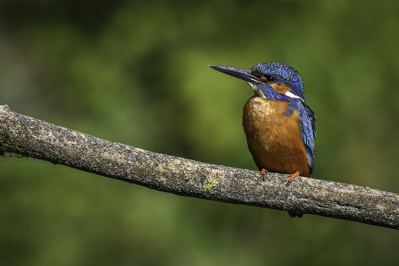 martinpescador__H6A2993.jpg