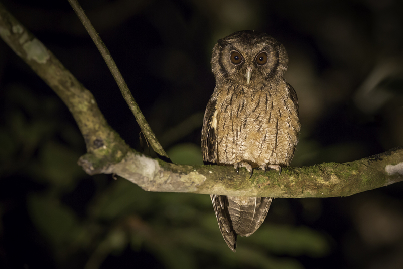 megascops_AD4A3270.jpg :: Tawny-bellied Screech-Owl (Megascops watsonii), Cordillera Escalera Regional Conservation Area, Peru.