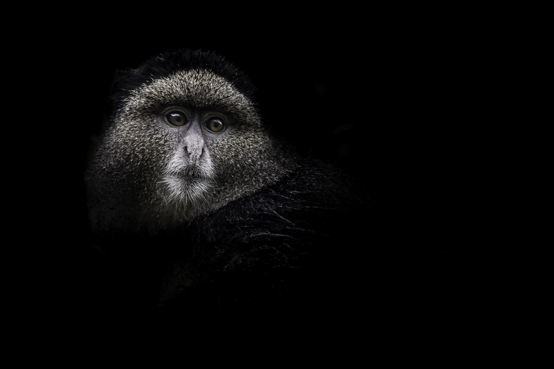 mono_website_AD4A4416.jpg :: Golden monkey (Cercopithecus kandti), Rwanda.