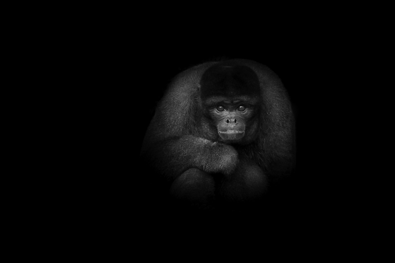 mono_website_AD4A5252.jpg :: Silvery woolly monkey (Lagothrix poeppigii), Peru.
