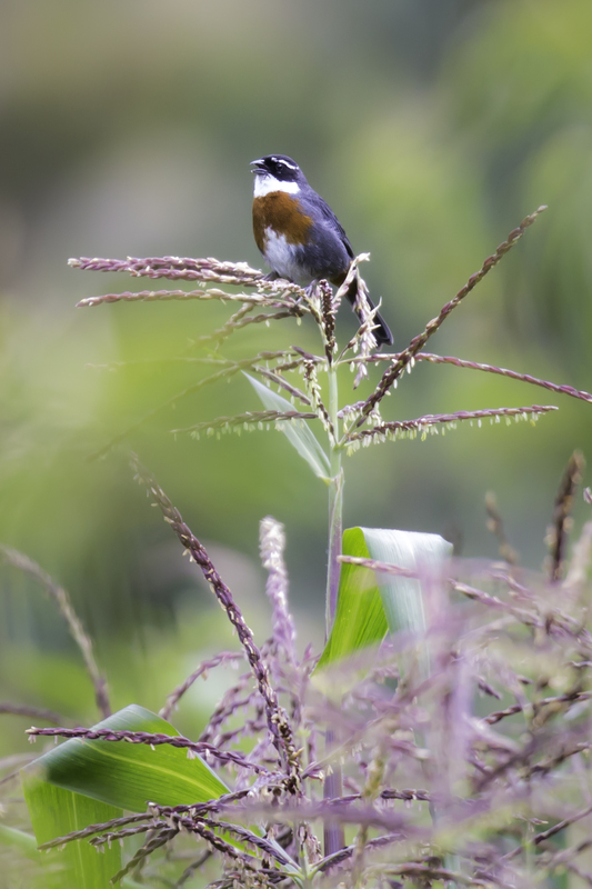 monterita_AD4A8681.jpg :: Chestnut-breasted Mountain-Finch (Poospizopsis caesar), Cuzco, Peru.