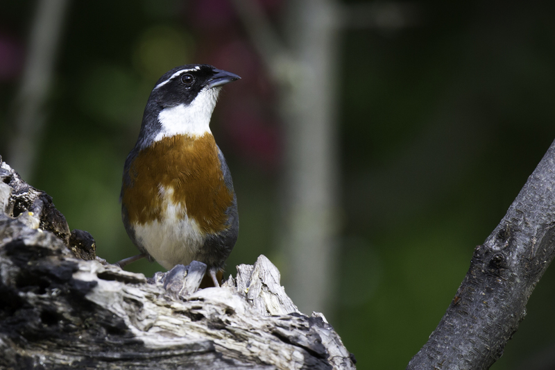 monterita_AD4A9082.jpg :: Chestnut-breasted Mountain-Finch (Poospizopsis caesar), Cuzco, Peru.