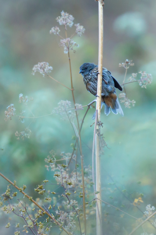 monterita_AD4A9793.jpg :: Rufous-breasted Warbling-Finch (Poospiza rubecula), Santa Eulalia, Peru. Endangered.