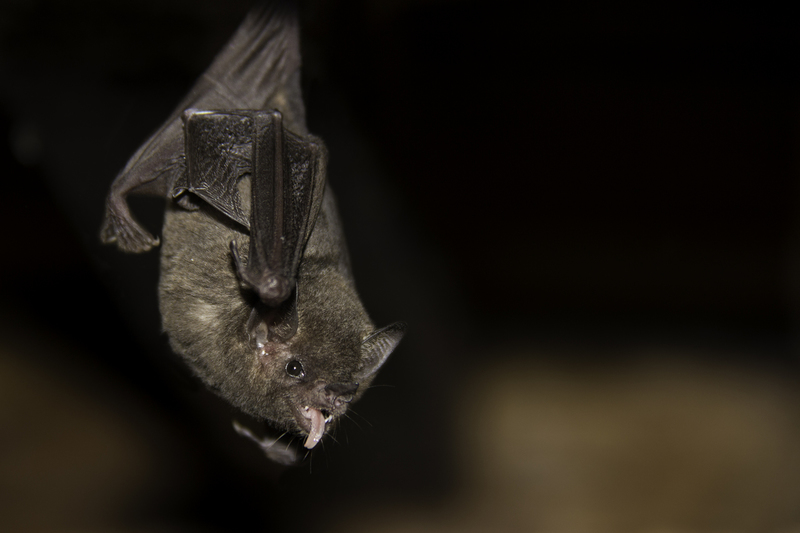 murcielago_IMG_2180.jpg :: Bat, Tambopata National Reserve, Peru.