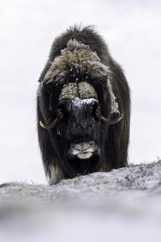muskox_H6A1630.jpg