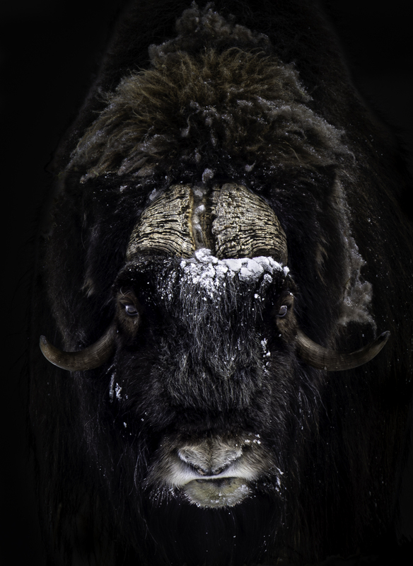 muskox_H6A1633.jpg