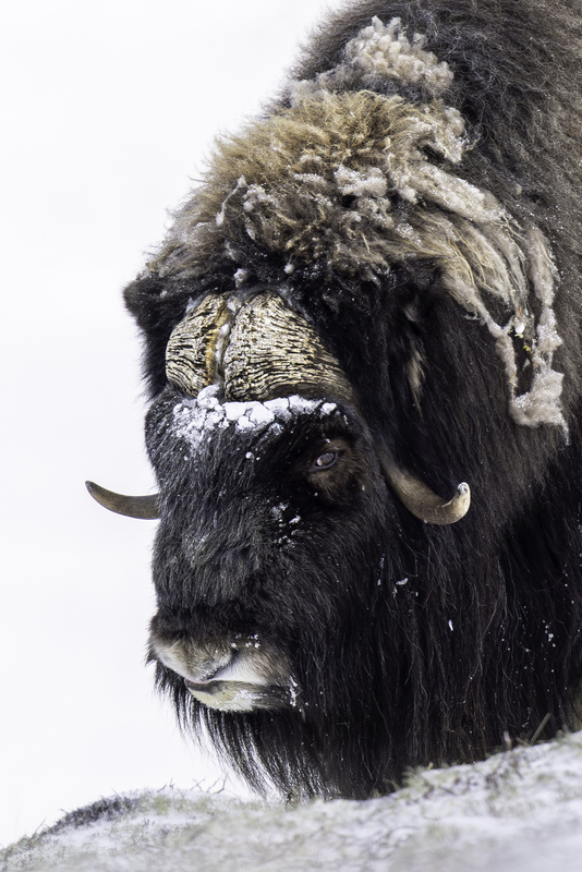 muskox_H6A1681.jpg