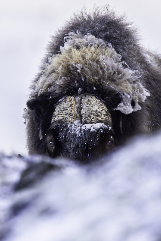 muskox_H6A1930.jpg