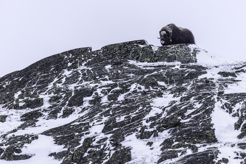 muskox_H6A6971.jpg