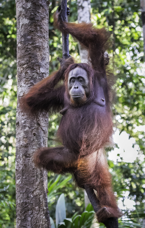 orangutan_IMG_2916.jpg :: Bornean orangutan (Pongo pygmaeus), Tanjung Puting National Park, Borneo Island, Indonesia.