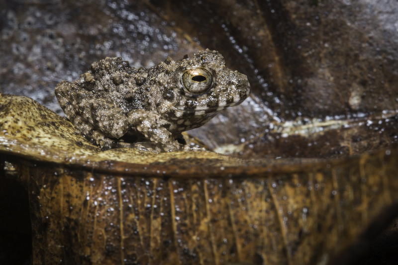 oreobates_quixensis_AD4A0413.jpg :: Common Big-headed Frog (Oreobates quixensis), Allpahuayo-Mishana National Reserve, Peru.